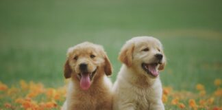 Zabawki interaktywne dla psa