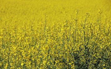 Skuteczne środki do zabezpieczenia upraw Skuteczne środki do zabezpieczenia upraw