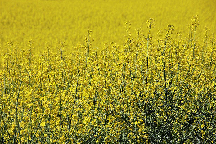 Skuteczne środki do zabezpieczenia upraw