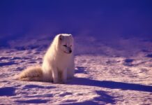 Czy Norwegia jest zadłużony?