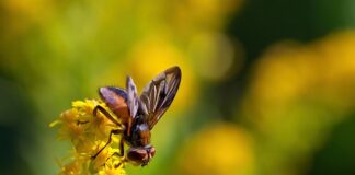 Na czym polega czwarta faza zarządzania kryzysowego?