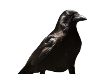 Co to jest zwolnienie przedmiotowe z VAT? Co to jest zwolnienie przedmiotowe z VAT?