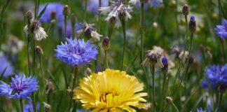 Za co odpowiada dystrybutor?