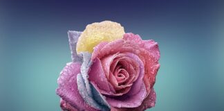 Czym się różni nan 1 od 2?