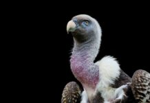 Ile jest plemników w 1ml nasienia? Ile jest plemników w 1ml nasienia?