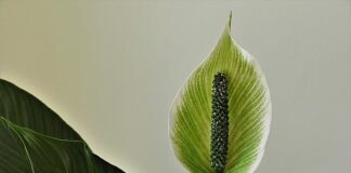 Co wypływa z pochwy po stosunku?