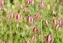 Czy dziewica może zajść w ciążę bez stosunku? Czy dziewica może zajść w ciążę bez stosunku?