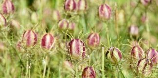 Czy dziewica może zajść w ciążę bez stosunku?