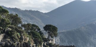 Ile kosztuje miś z Fundacji TVN?