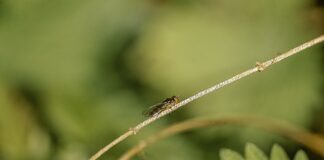 Gdzie gryzą komary?