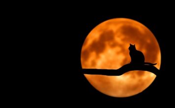 Dlaczego kot liże a potem gryzie?