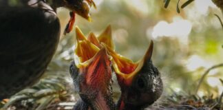 Czy karmić dziecko przed kąpielą?