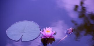 Kiedy jest dzień zabawek?