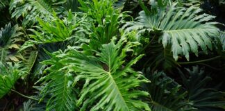 Kto jest przyjacielem misia Uszatka?