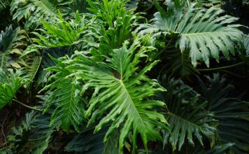 Kto jest przyjacielem misia Uszatka?