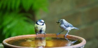 Ile mówi 19 miesięczne dziecko?