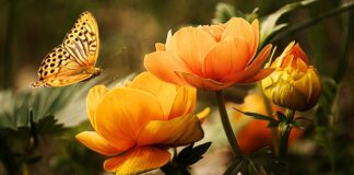 Jak uchronić się przed owadami?