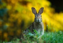 Jak czyścić uszy 2 miesięcznemu dziecku?