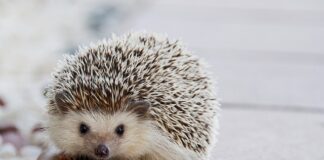 Czy Bebilon Comfort pomaga na kolki?