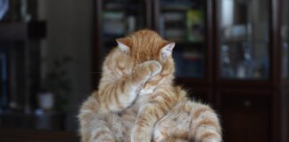 Czy roczne dziecko może jeść parówki?