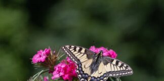 Czy imię Michalina jest rzadkie?