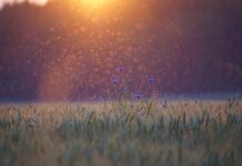 Co na ukąszenia komarów dla dzieci domowe sposoby?