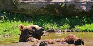 Jak odświeżyć drewniany domek?