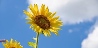 Co powiesić na ścianie w pokoju dziewczynki?