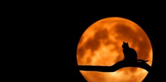 Dlaczego kot mnie gryzie po nogach?