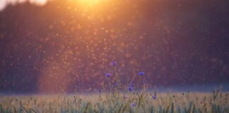 Co na komary i kleszcze dla dzieci?