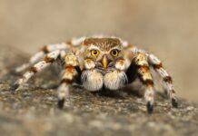 Czy Cobi to podróbka LEGO? Czy Cobi to podróbka LEGO?