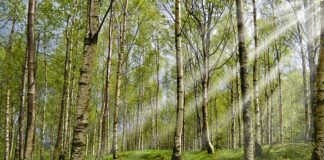 Jak chronić roczne dziecko przed kleszczami?