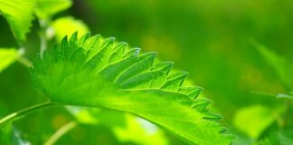 Co na ukąszenia u niemowląt?