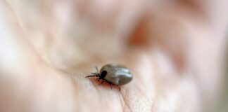W jaki sposób można zapobiec boreliozie?