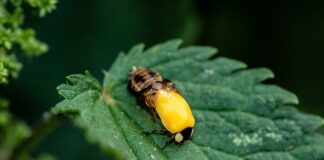 Jaką lalkę dla 2 latki?