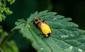 Jaką lalkę dla 2 latki? Jaką lalkę dla 2 latki?