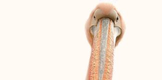 Co jest pod paznokciami pod mikroskopem?