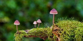 Czy mycie się gąbka jest zdrowe?