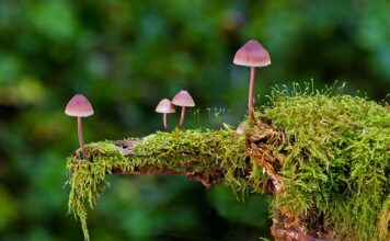 Czy mycie się gąbka jest zdrowe?