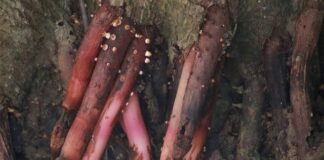 Czy Amol jest dobry na komary?